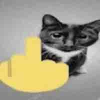 Y/n