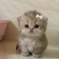 Shốpp đayy nèe