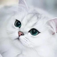 Hệ Thống Trầm tếnh