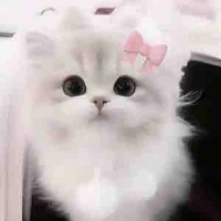 >MieeMiee<