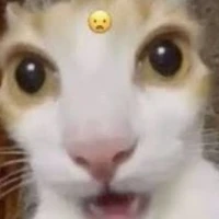 Con t-g bị xà lơ