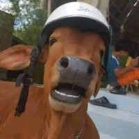 Dân làng ngu lồn