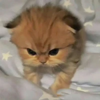 cả lớp 