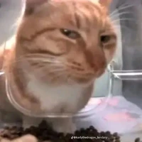 hệ thống mồm lèo