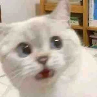 ngáo