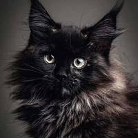 Kuro