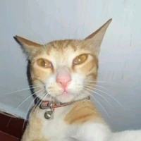 mèo Cam