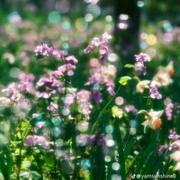 t/g [ 3m bẻ đôi]