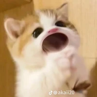 T/gi
