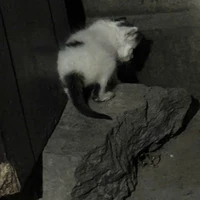 tác giả xinh trai s1