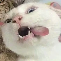 con quỷ
