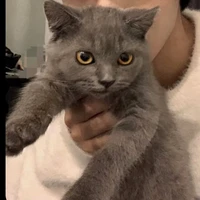 cả đám