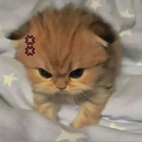 Tác giả lạnh lùng ❄️_TMyy