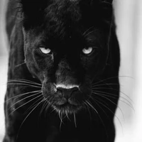 Lee Hyewo (dạng báo đen)