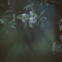 • Hệ Thống Chủ 001 •