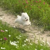 Quần chúng ăn dưa