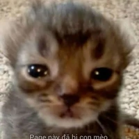 Tác giả(Hevei)