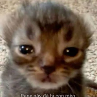 Tác giả(Hevei)