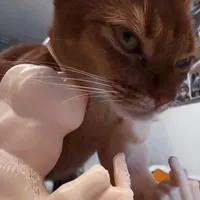 tác giả 🏵️
