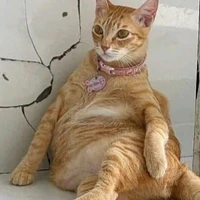 nhỏ tác giả bị khùng :)))