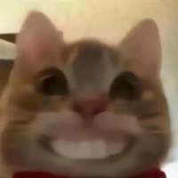 quýt tiii