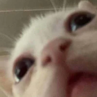 nvp