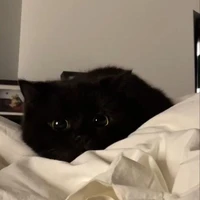 Nguyễn Quang Anh ( dạng mèo)