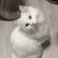 Hoàng Đức Duy ( kiếp trước  )