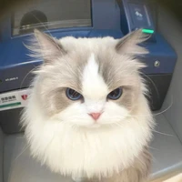 Hoàng Đức Duy | ( dạng mèo) 