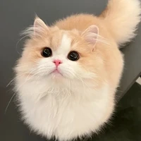 Tgiả(kẻ thay thế)