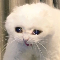 Meowzart