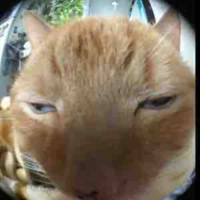 đám đông