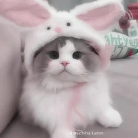 meo cưng