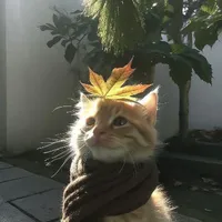 Tác giả đángg iuu