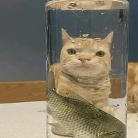 hệ thống mê trai[gấu trúc]