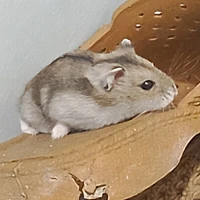 tg ngáo (bộ trưởng bộ say gex🔥🔥🔥)