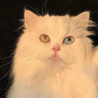 Mèo [ Gem ]