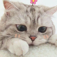 4 đứa t/g vô tri nàa