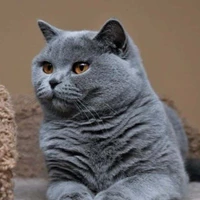 mèo anh lông ngắn