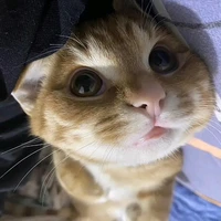 Hệ thống 31