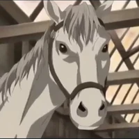 Ngựa trắng(Lily)