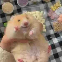 Y/n