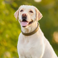 Doo