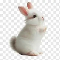 nhân vật nữ bất kì