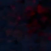 Quạ Truyền Tin-Rinka