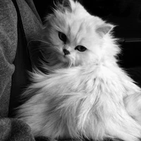 🐱