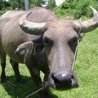 Vỗn Lù