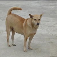 Đặc Cạt