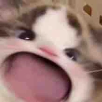 Nhỏ tác giả khùng 💗💗💗💗💗