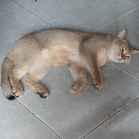 Mèo tiết lộ thông tin 😼